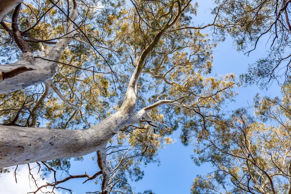 Melihat Pohon Eukaliptus Dan Langit Biru Australia — Stok Foto