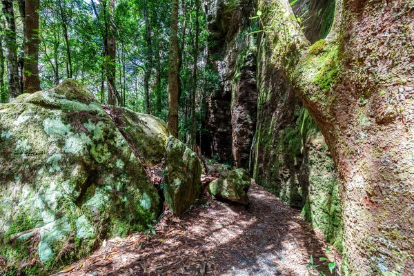 Wanderweg Springbrook National Park Queensland Australien — Stockfoto