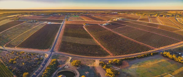 Panorama Aéreo Viñedos Invierno Atardecer Riverland Australia Del Sur — Foto de Stock