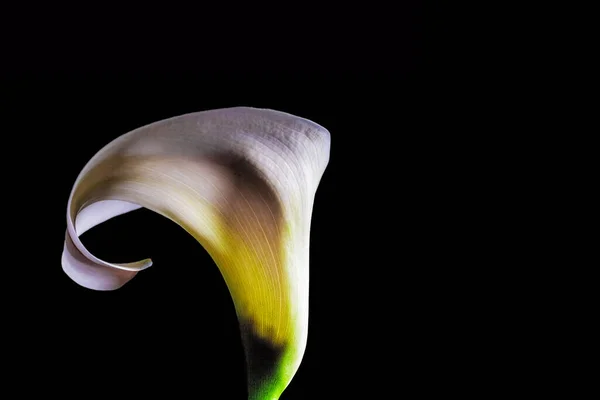 Light Shadow Play White Calla Lily Flower Isolated Black Background — Stock Photo, Image