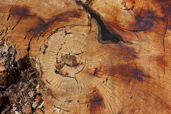 Texture Souche Arbre Énorme Avec Des Anneaux Des Fissures — Photo