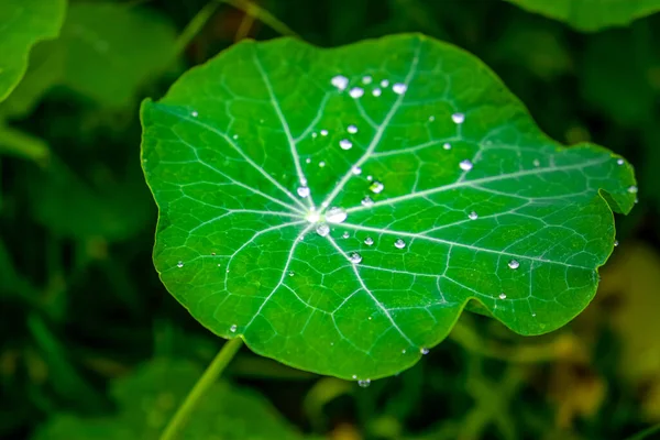 Hoja Loto Grande Con Muchas Gotas Agua — Foto de Stock