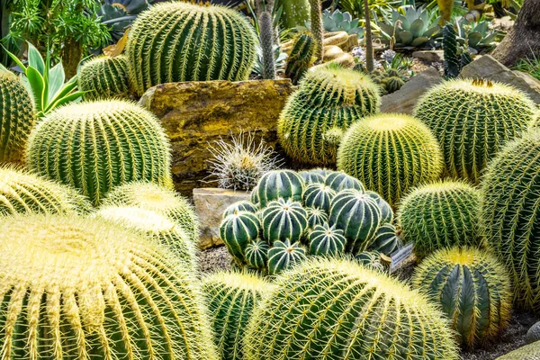 Pustynia Jeż Kaktusy Duże Małe — Zdjęcie stockowe