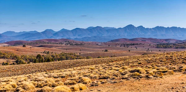 南オーストラリア州フリンダーズ山脈の丘陵地における希少植生のパノラマ — ストック写真
