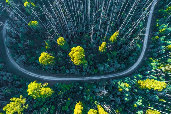 Estrada Dobrar Floresta Eucalipto Austrália Vista Aérea — Fotografia de Stock