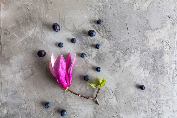 Lila Magnolia Blomma Med Blåbär Betong Med Kopieringsutrymme — Stockfoto