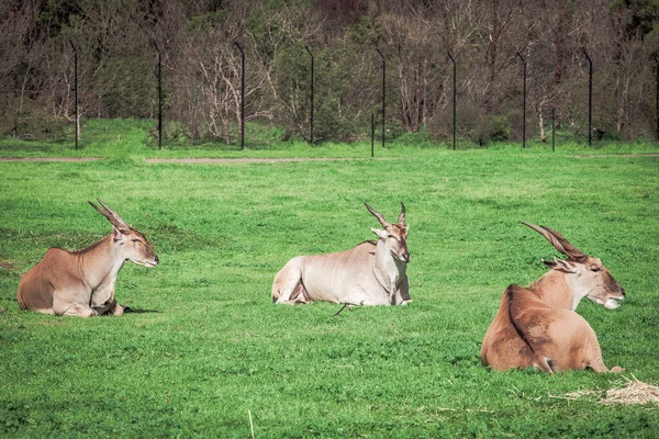 Common Eland World Largest Antelopes Laying Grass — Stock Photo, Image