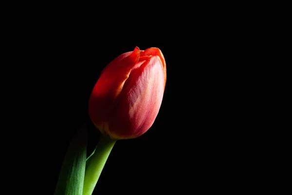 Extremo Primer Plano Tulipán Rojo Brillante Aislado Negro Con Espacio — Foto de Stock