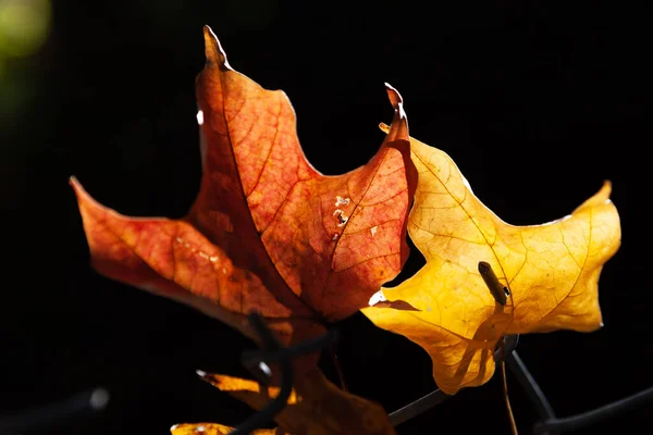 Red Yellow Autumn Leaves Glowing Sunlight Black Background — Stock Photo, Image