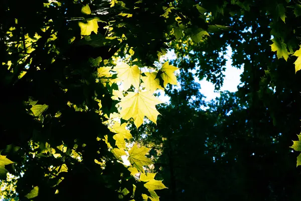 在模糊的背景下 林冠上的光影在嬉戏 — 图库照片