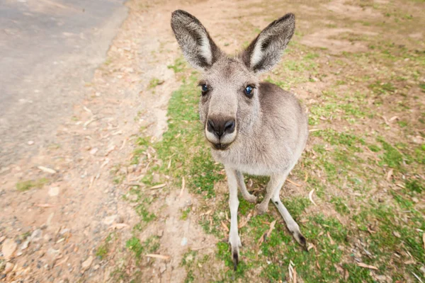 Kangaroo Sitter Och Väntar Tålmodigt Mat — Stockfoto