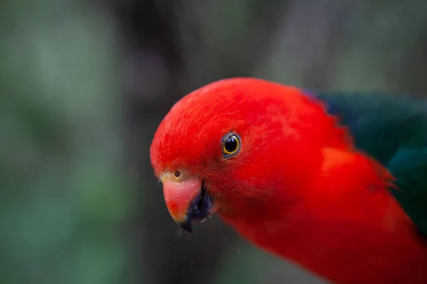 Extreme Close Van Mooie Koning Papegaai Wazig Achtergrond — Stockfoto