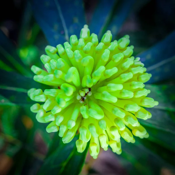 Hermosa Flor Verde Waratah Primer Plano Extremo —  Fotos de Stock