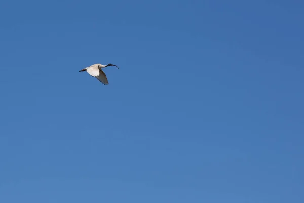Australische Ibis Vlucht Blauwe Lucht Met Kopieerruimte — Stockfoto