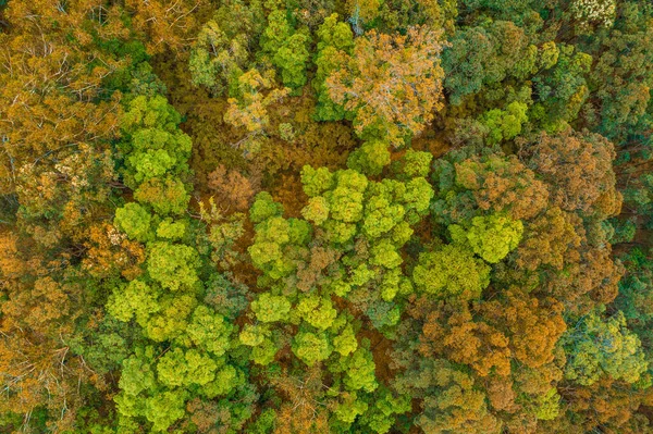 俯瞰澳大利亚本土树木 空中景观 — 图库照片