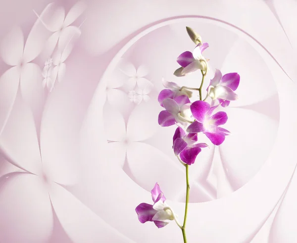 Fiori Viola Orchidea Sfondo Floreale Rosa — Foto Stock