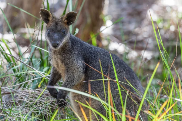 Pademelon Mamalia Marsupial Australia Asli — Stok Foto