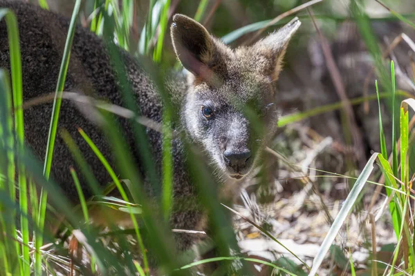 Pademelon Closeup Asli Australia Mamalia Marsupial — Stok Foto