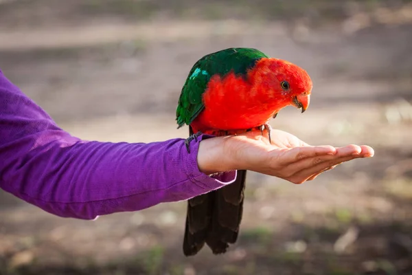 Koning Papegaai Zittend Menselijke Vrouwelijke Hand — Stockfoto