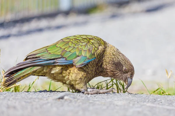 Kea Portrait Papagaio Alpino South Island Nova Zelândia — Fotografia de Stock