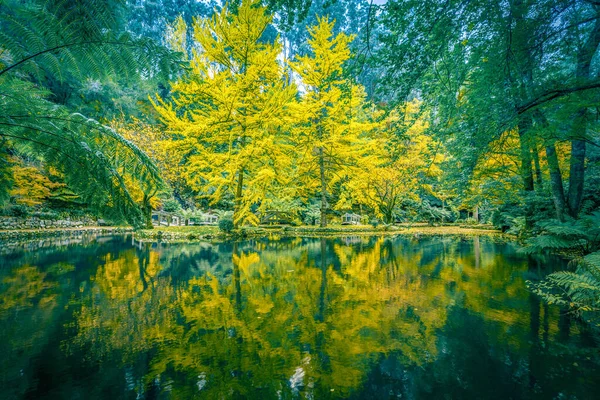 Configurações Tranquilas Lago Árvores Queda — Fotografia de Stock