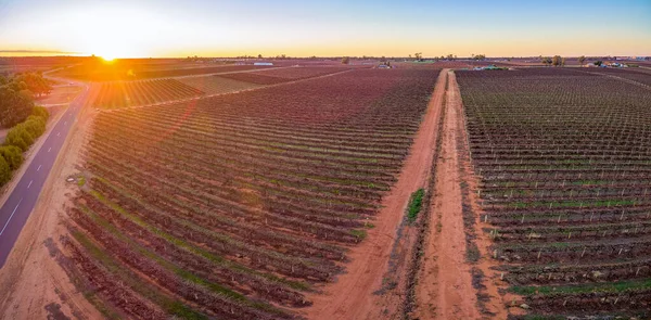 Vuile Weg Door Rijen Wijnstokken Wijngaard Zuid Australië Bij Zonsondergang — Stockfoto