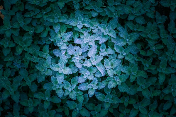 Muntplant Bladeren Achtergrond Met Kopieerruimte — Stockfoto