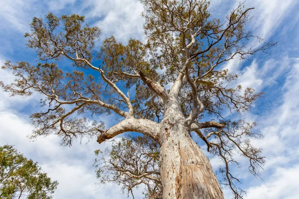 Looking up at eucalyptus tree canopy shedding bark