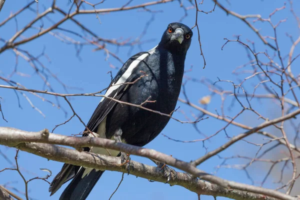 Potret Magpie Australia Dengan Tatapan Tajam Lurus Arah Kamera — Stok Foto