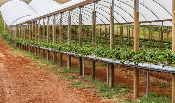Rows of strawberry plants under large tents