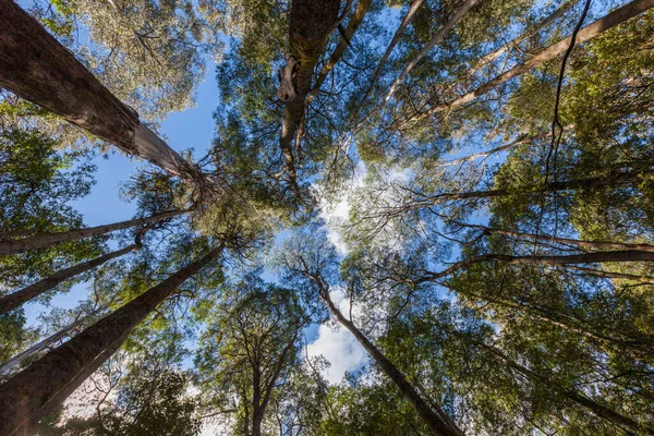 Looking High Tall Eucalyptus Tree Tops Field National Park Tasmania — Stock Photo, Image