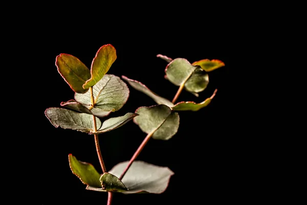 Rama Pequeña Con Hojas Verdes Sobre Fondo Negro Con Espacio —  Fotos de Stock