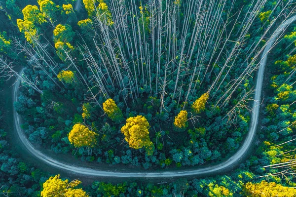 Estrada Rural Cênica Dobre Floresta Eucalipto Austrália Vista Aérea — Fotografia de Stock
