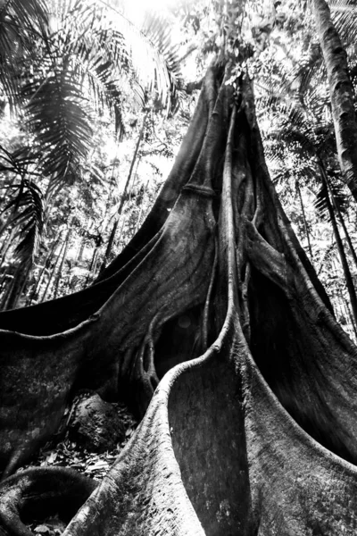 Dev Incir Ağacı Köklerinin Siyah Beyaz Görüntüsü — Stok fotoğraf
