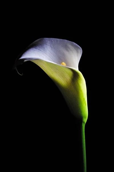 Calla Lily White Flower Glowing Isolated Black Background — Stock Photo, Image