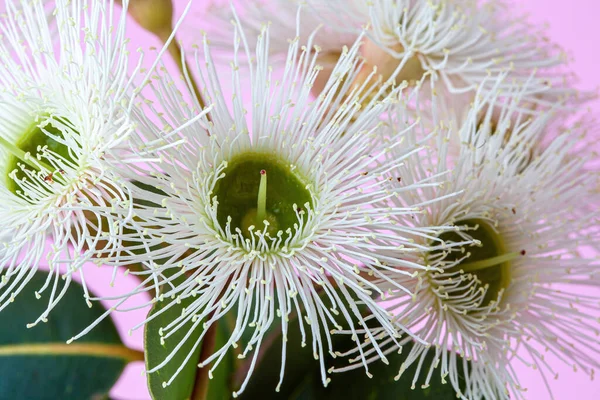 Flores Eucalipto Florecientes Primer Plano Extremo Sobre Fondo Rosa — Foto de Stock