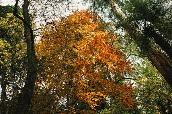 Kijkend Naar Oranje Boom Bladerdak Herfst — Stockfoto