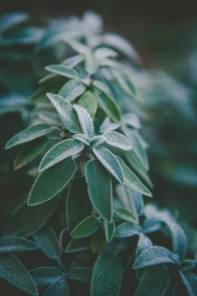 Planta Folhas Verde Sábio Comum Perene Subarbusto Evergreen Closeup Profundidade — Fotografia de Stock