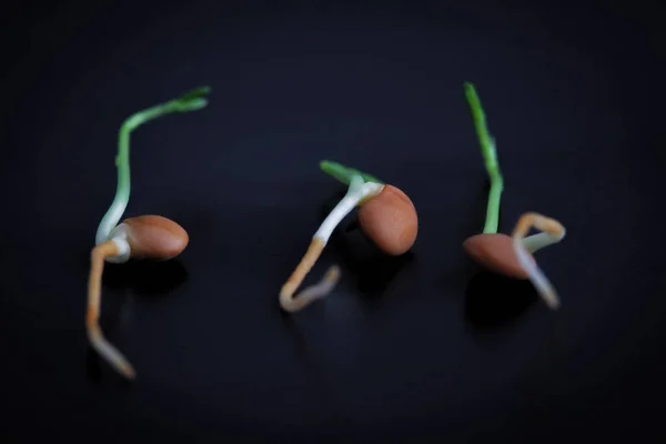 Tres Lentejas Germinadas Sobre Fondo Negro Primer Plano Extremo Con — Foto de Stock