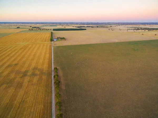 Getreidefelder Und Weiden Bei Sonnenuntergang Ländlichen Australien Luftbild — Stockfoto