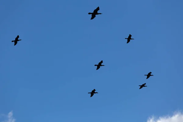 Kudde Grote Zwarte Vogels Blauwe Lucht — Stockfoto