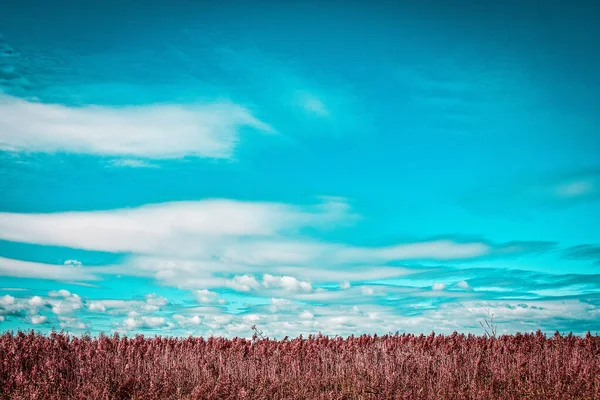 麦畑の夏の風景 — ストック写真