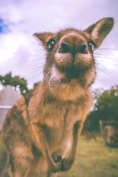 Kangaroo Robi Twarz Kaczki Kamery — Zdjęcie stockowe