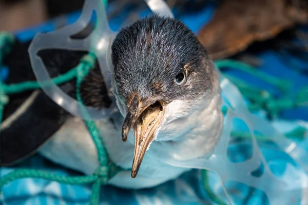 Deniz plastik kirliliği ve doğa koruma kavramı - plastik ağa sıkışmış penguen