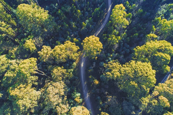 Patrząc Dół Drogi Kręte Przez Las Rano Australii — Zdjęcie stockowe