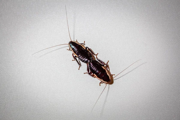 Mating Cockroaches White Surface Closeup — Stock Photo, Image