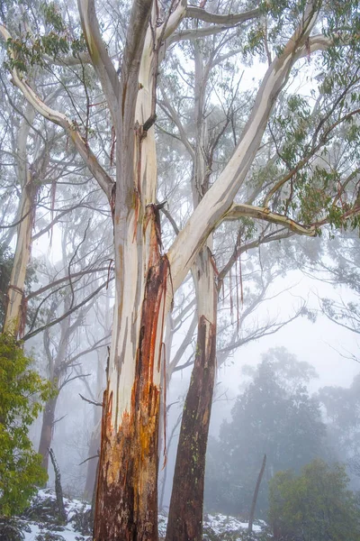Gum trees shedding bark in snow and foggy weather in Australia