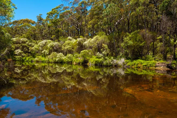 Vegetación Autóctona Australiana Reflejada Aguas Tranquilas Del Río Canguro — Foto de Stock