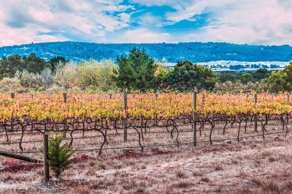 Wijngaard Rijen Met Landzijde Achtergrond — Stockfoto