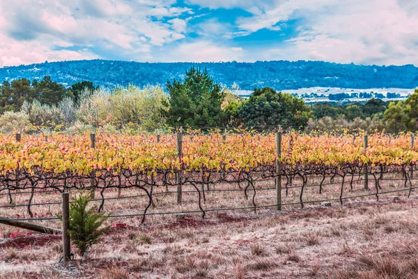 Viñedo Filas Con Lado Del País Fondo — Foto de Stock